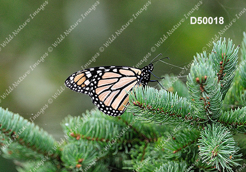 Monarch (Danaus plexippus)